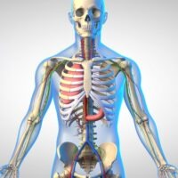 Master Esperto in Biomeccanica dell'apparato Locomotore